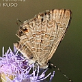 Prosotas nora (Nora's Line Blue)<br />Canon EOS KDX (400D) + EFS60 F2.8
